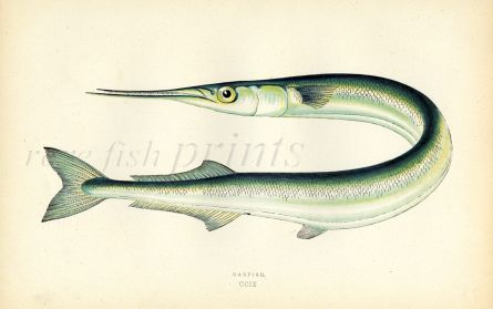 THE GARFISH print