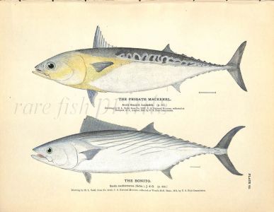 THE FRIGATE MACKEREL & THE BONITO print