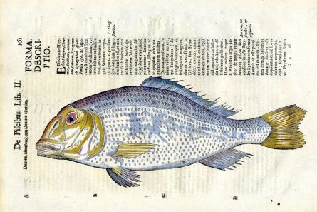 ALDROVANDI - THE DENTEX (Sparidae) 1638