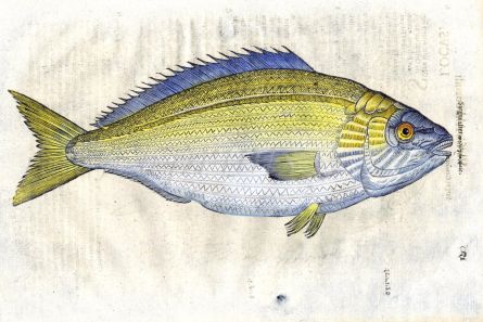 ALDROVANDI - THE WHITE SEA BREAM woodcut fish print (Sargus) 1638