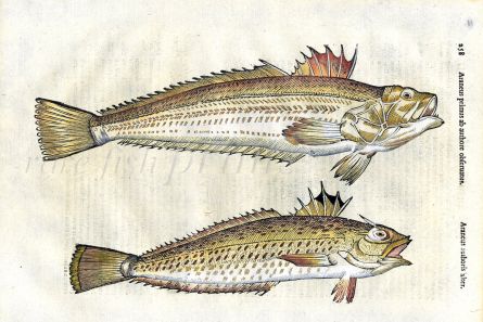 ALDROVANDI - THE WEEVER FISH 1638 woodcut fish print - (Araneus )