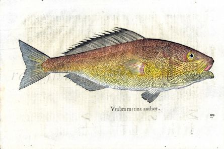 ALDROVANDI - THE UMBRA 1638 woodcut fish print (Umbra marina)