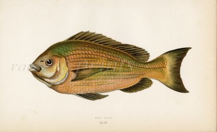 THE BLACK SEA BREAM ( Old Wife)  fish print