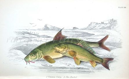 BARBEL & COMMON CARP
