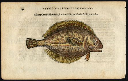 BELON WOODCUT FISH PRINTS - THE TURBOT 1553