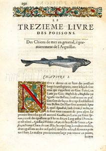 RONDELET FISH PRINT - DOGFISH SHARK  - WOODCUT 1558