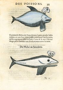 RONDELET FISH PRINT - SPERM WHALES PRINT - WOODCUT 1558