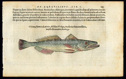 BELON WOODCUT FISH PRINTS - THE HAKE 1553
