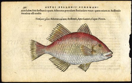 BELON WOODUCT FISH PRINTS - THE PIGFISH 1553
