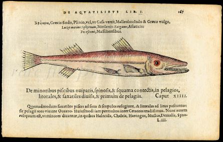 BELON WOODCUT FISH PRINTS - THE BARRACUDA 1553