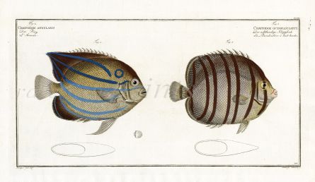  THE BLUE RING ANGELFISH  Bloch fish print  (Chaetodon Annularis)  