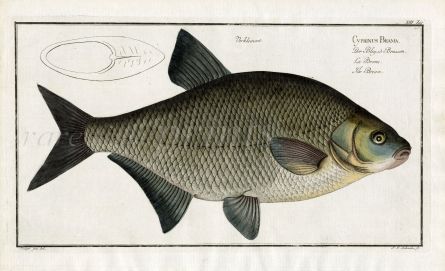 THE BRONZE BREAM or COMMON BREAM Bloch fish print 1758 (Cyprinus Brama)