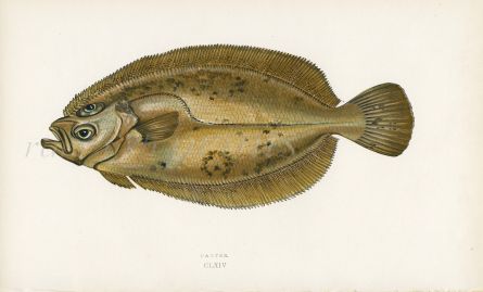 THE CARTER SOLE fish print