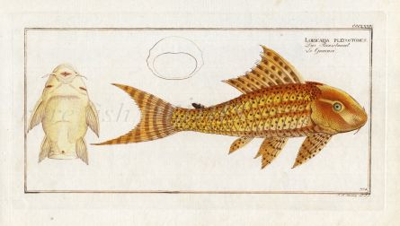 THE COMMON PLECO SUCKERMOUTH CATFISH Bloch fish print (Loricaria Plecostomus)