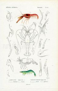 CUVIER - THE RED SNAPPING SHRIMP & HINGE BEAK SHRIMP print ( ALPHEUS RUBER, FRONTALIS, HIPPOLYTE VIRIDIS GIBBEROSUS) 1817 - 1849