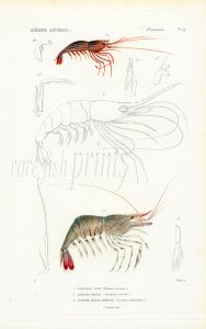 CUVIER - THE COMMON PRAWN print (PALAEMON SERRATUS) 1817 - 1849