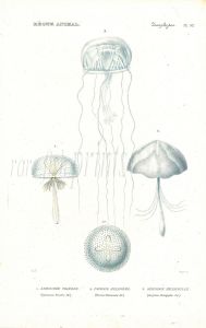 CUVIER: ZOOPHYTES: Pl. 52 Lymnoree, Favonia, Geryonia - JELLYFISH print 1817 - 1849