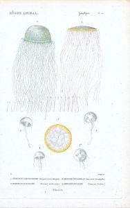 CUVIER: ZOOPHYTES: Pl. 53 Berenix, Geryonia - JELLYFISH print 1817 - 1849