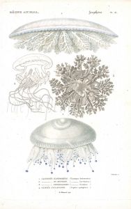 CUVIER: ZOOPHYTES: Pl. 51 Cassiopea, Cephea - JELLYFISH print 1817 - 1849