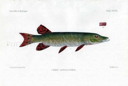 THE PIKE - ESOX LUCIUS fish print
