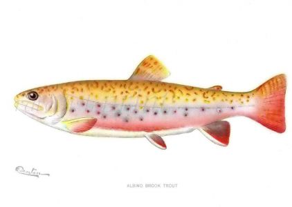 THE ALBINO BROOK TROUT print