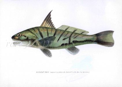 THE KINGFISH print