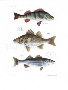 YELLOW PERCH, LITTLE WHITE & STRIPED BASS fish print