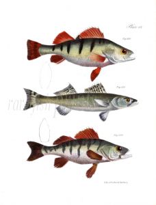 THE YELLOW PERCH & PIKEPERCH fish print