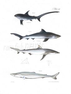 SHARKS - THRESHER, BLUE, DUSKY, NURSE fish print