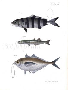 PILOT FISH, SILVERSIDE & SERIOLE fish print