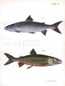 WHITEFISH & MAKINAW SALMON fish print