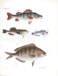 PERCH, URANOSCOPE, BLENNY, PORGEE fish print