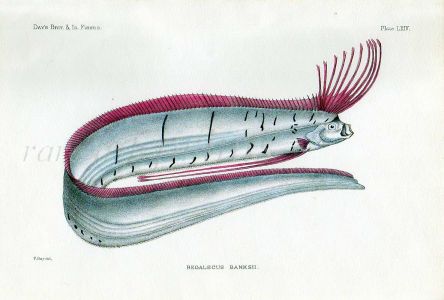 THE OARFISH - REGALECUS BANKSII fish print