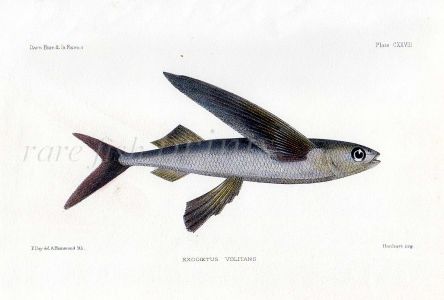 THE FLYING FISH - EXOCOETIDAE fish print