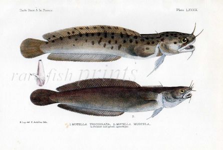 THE BEARDED ROCKLING - MOTELLA TRICIRRATA & MUSTELA fish print 