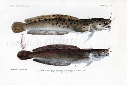 THE BEARDED ROCKLING - MOTELLA TRICIRRATA & MUSTELA fish print