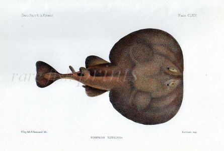 THE TORPEDO ELECTRIC - NOBILLIANA fish print