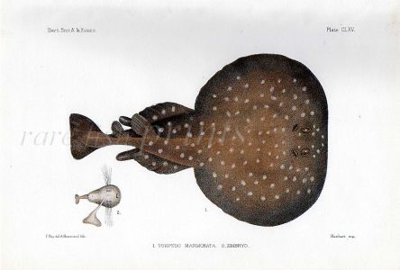 THE MARBLED ELECTRIC RAY - TORPEDO MARMORATA fish print