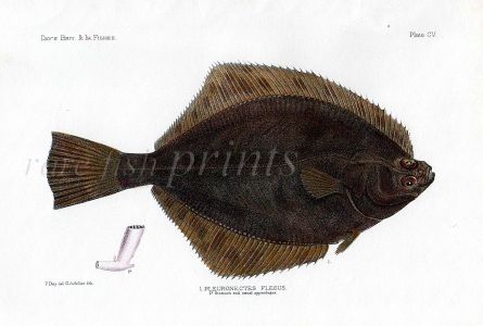 THE FLOUNDER- PLEURONECTES FLESUS fish print