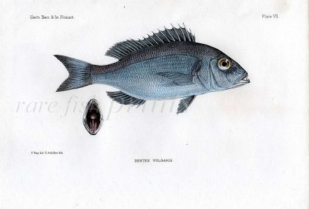 THE COMMON DENTEX - VULGARIS fish print