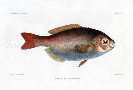 THE BARRELFISH - PAMMELAS PERCIFORMIS fish print