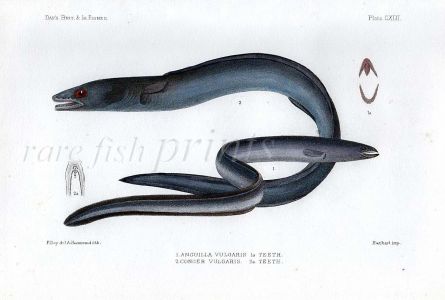 THE EUROPEAN EEL & CONGER EEL - ANGUILLA & CONGER print