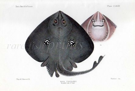 THE SANDY RAY - RAIA CIRCULARIS fish print