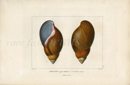 FÉRUSSAC “LIMAÇONS” FOLIO SHELL ENGRAVING 1820 – 1851 - FROM ONE OF THE MOST BEAUTIFUL AND RAREST CONCHOLOGY WORKS 