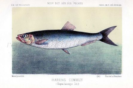 THE HERRING