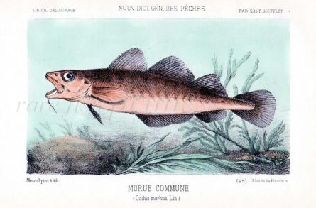 THE ATLANTIC COD