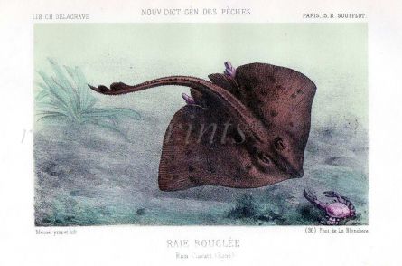 THE THORNBACK RAY