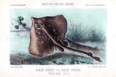THE SKATE