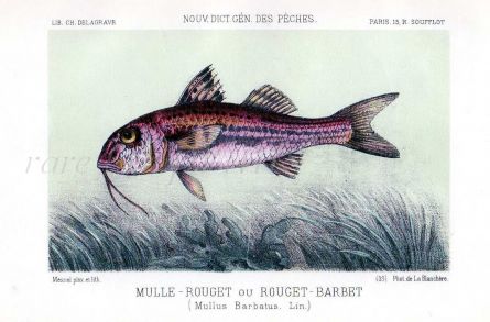 THE RED MULLET