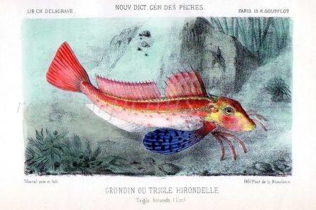 THE TUB GURNARD